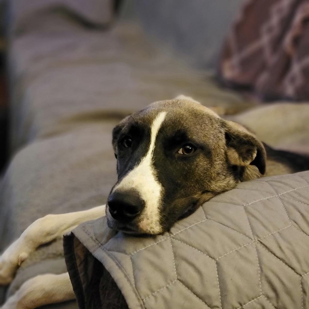 Enlarge Patty, a Adoptable mixed breed in Portage, MI image 5/6