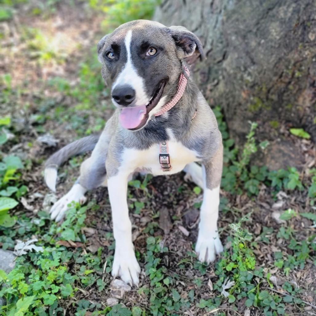 Enlarge Patty, a Adoptable mixed breed in Portage, MI image 6/6