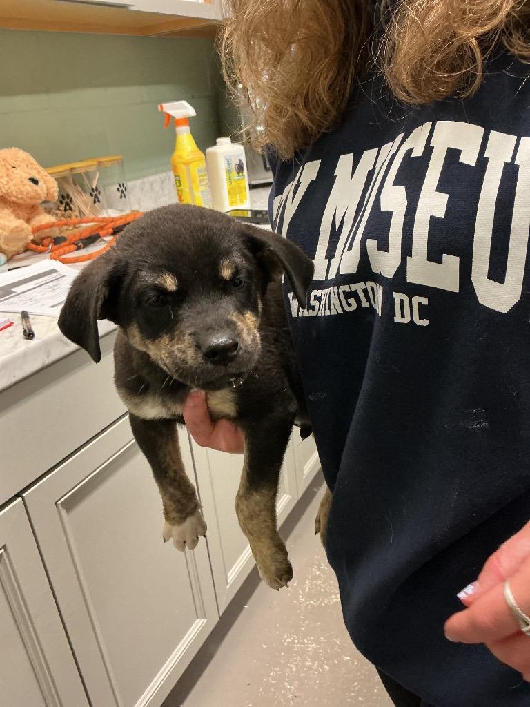 Enlarge Boris, a Adoptable mixed breed in Dyersburg, TN image 1/1