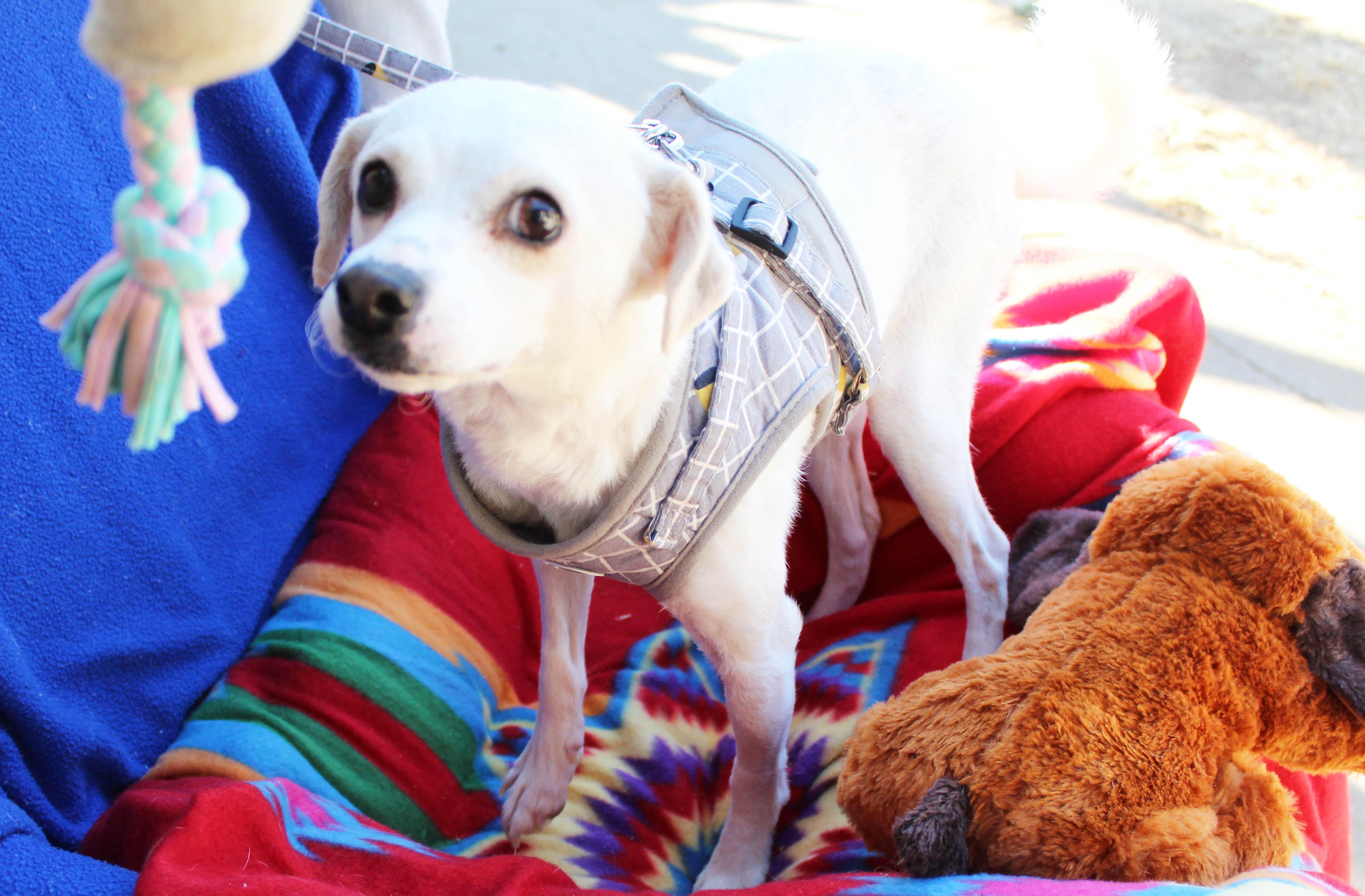 Goose, a Adoptable mixed breed in Imperial Beach, CA image 4/6