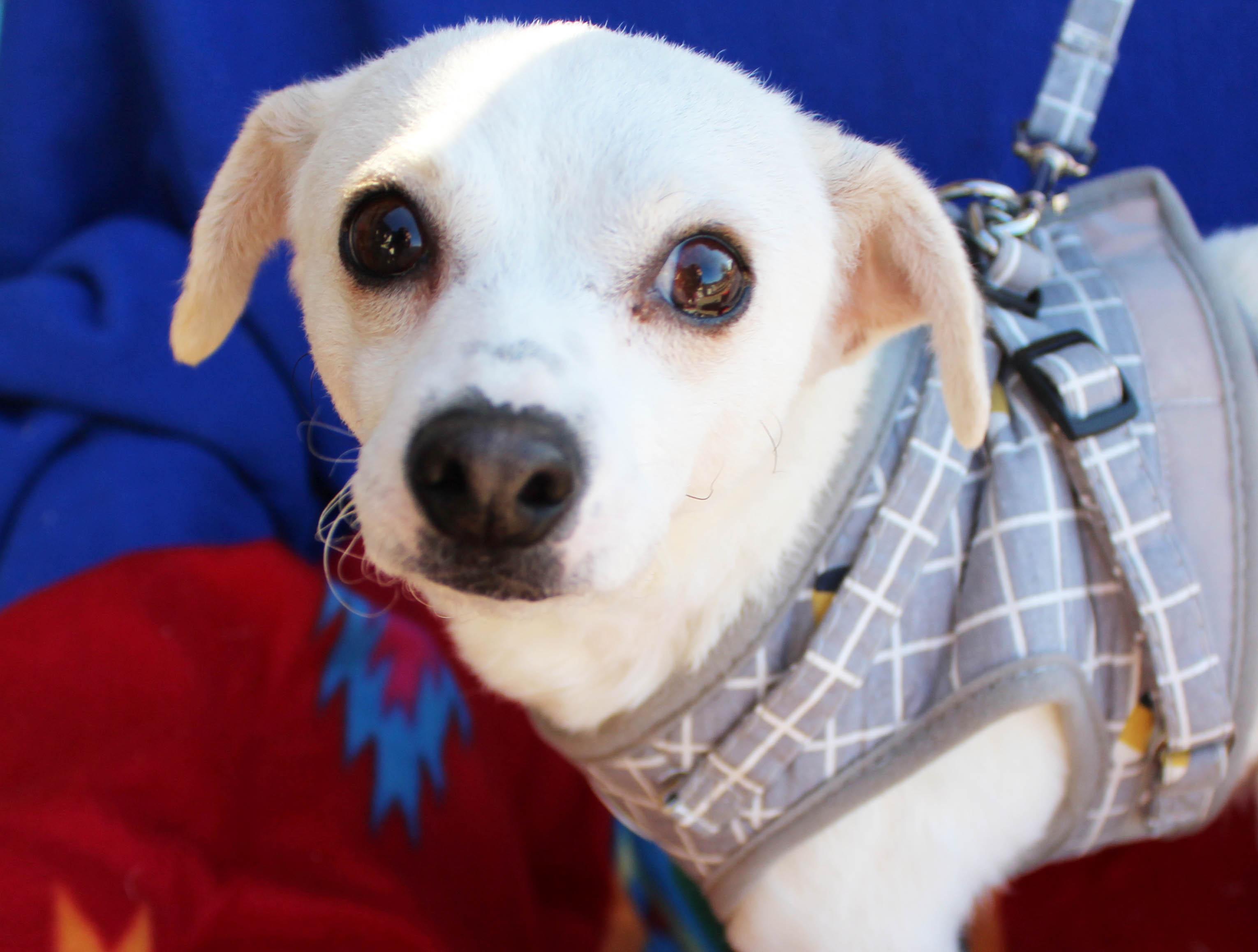 Goose, a Adoptable mixed breed in Imperial Beach, CA image 2/6