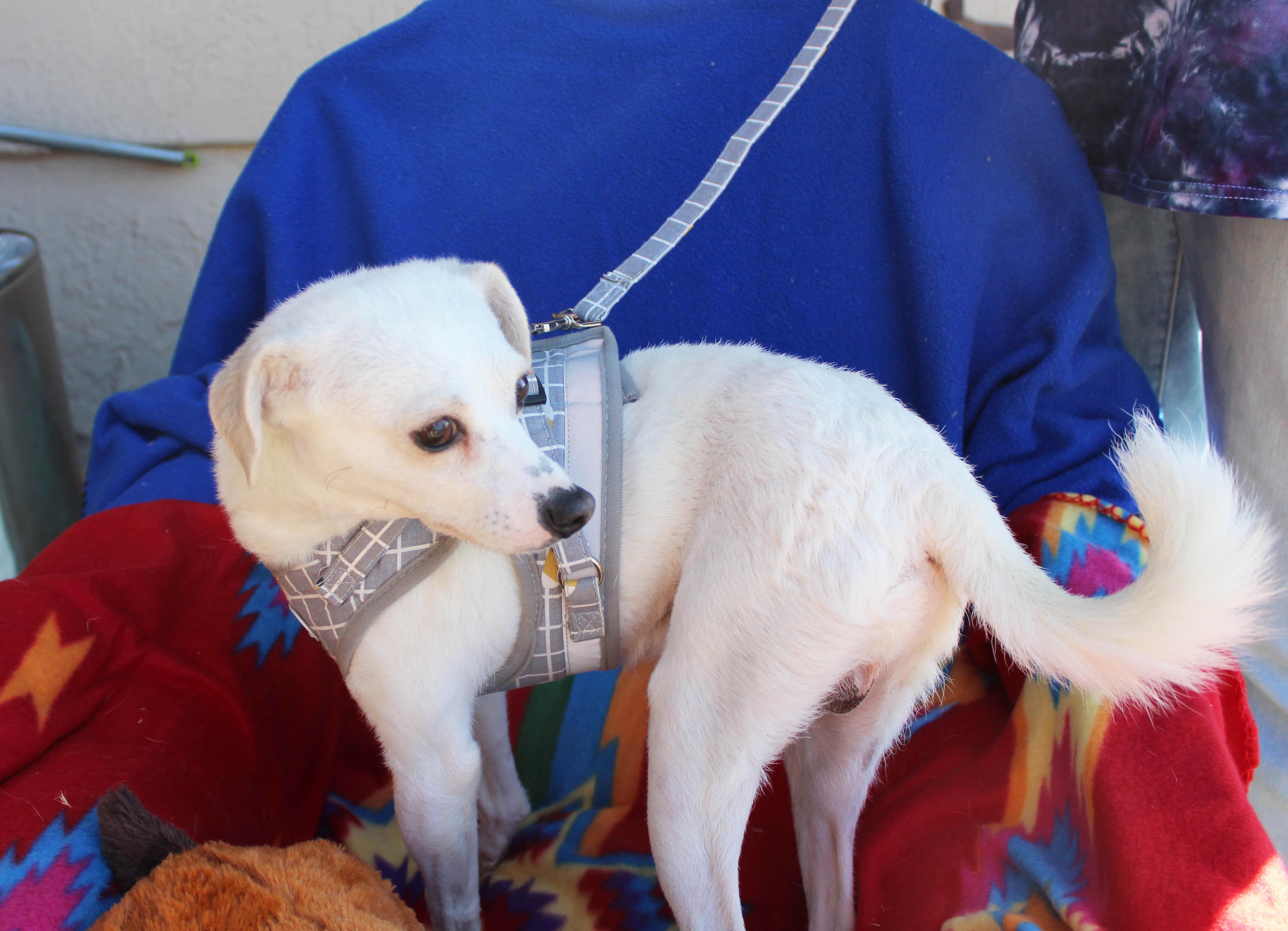 Goose, a Adoptable mixed breed in Imperial Beach, CA image 6/6