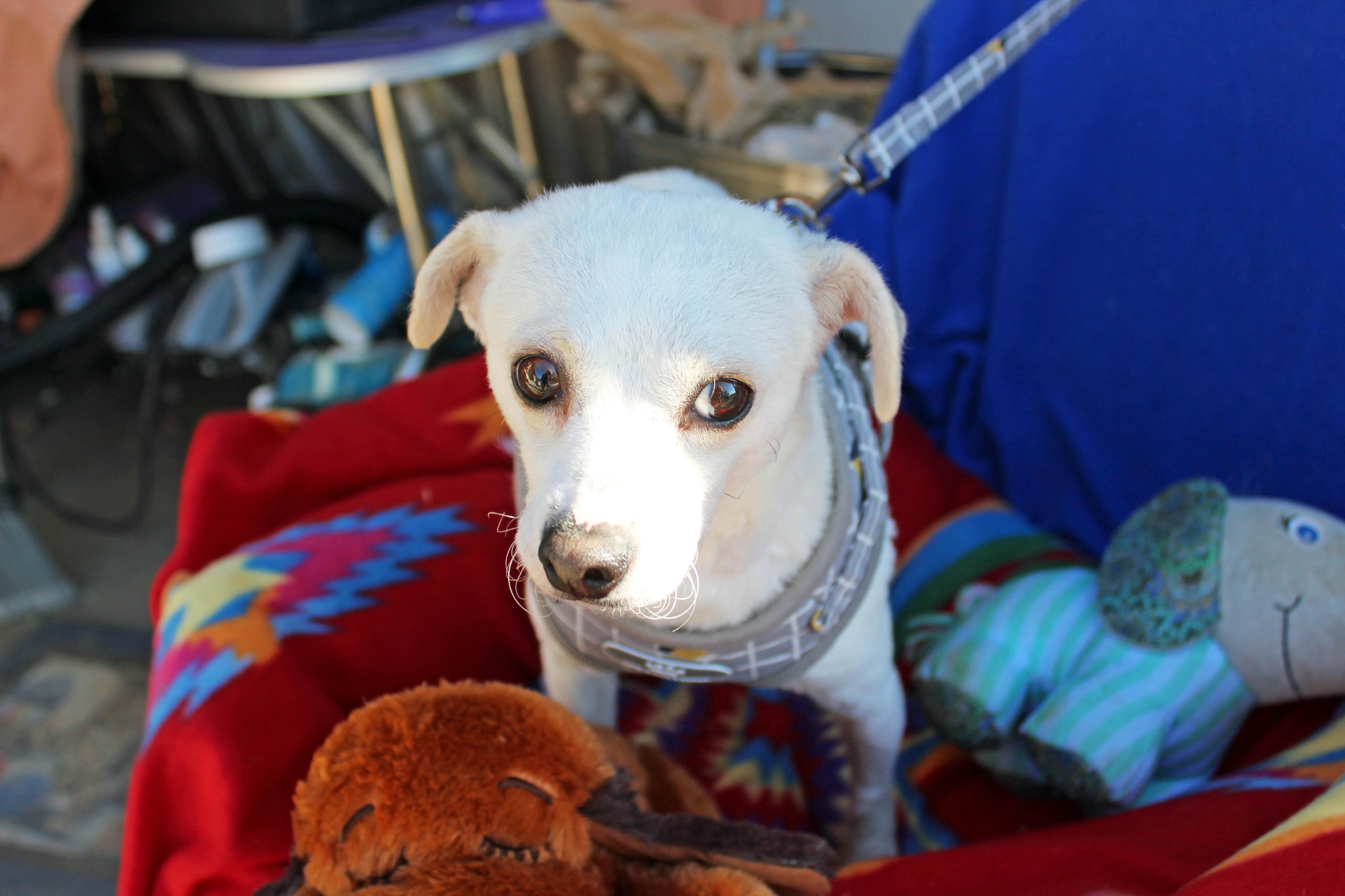 Goose, a Adoptable mixed breed in Imperial Beach, CA image 5/6