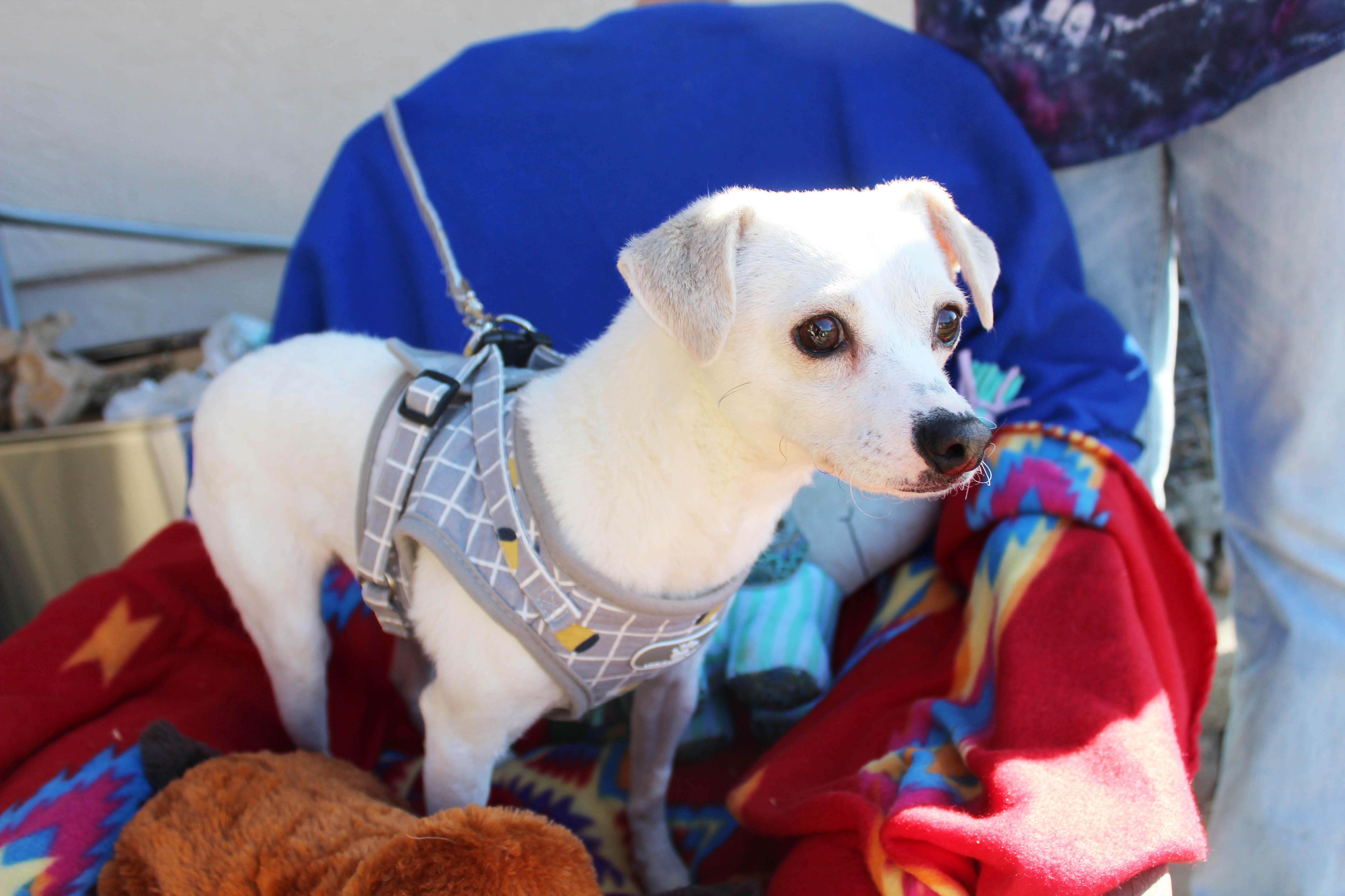 Goose, a Adoptable mixed breed in Imperial Beach, CA image 3/6