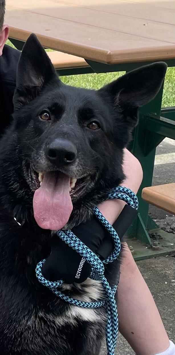 Buddy, ADOPTABLE, Senior Male Shepherd.