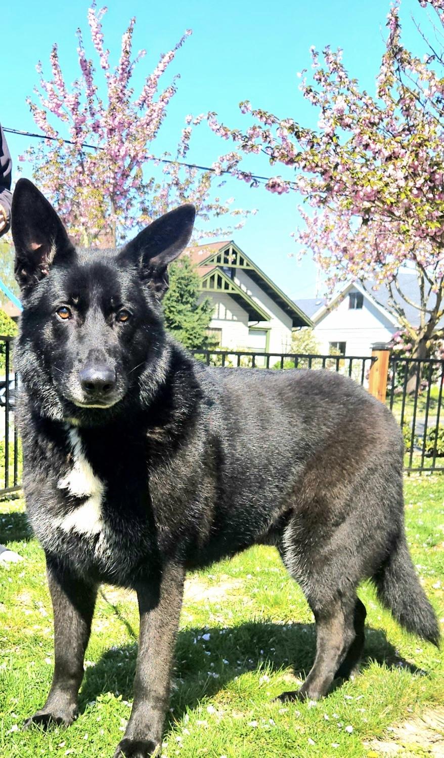 Buddy, an adoptable mixed breed in Silvana, WA image 1/4