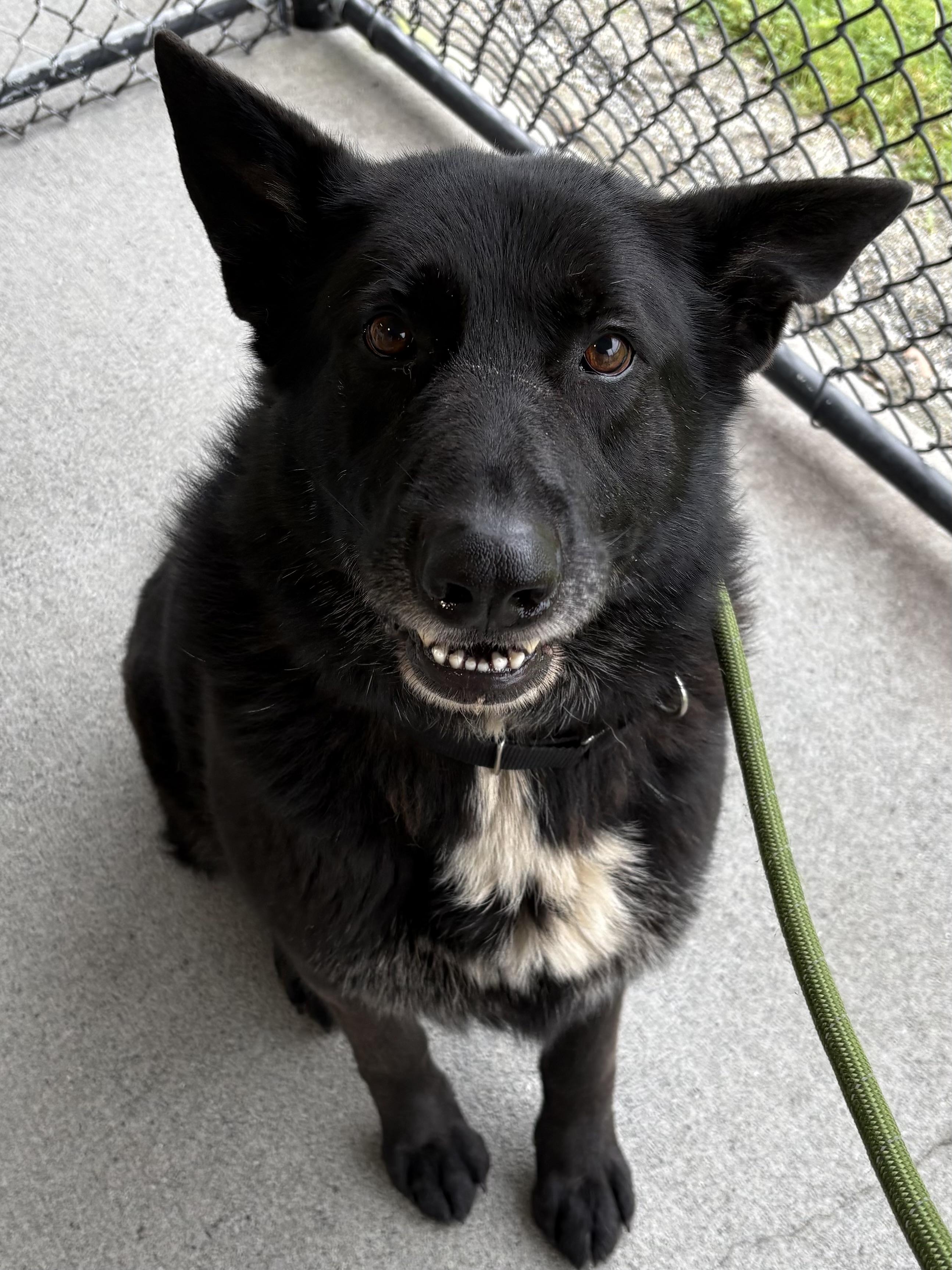 Enlarge Buddy, a ADOPTABLE mixed breed in Silvana, WA image 2/2