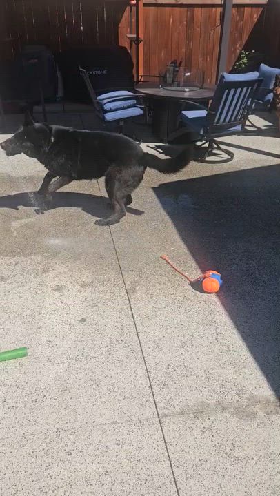 Enlarge Buddy, an adoptable mixed breed in Silvana, WA video 4/4