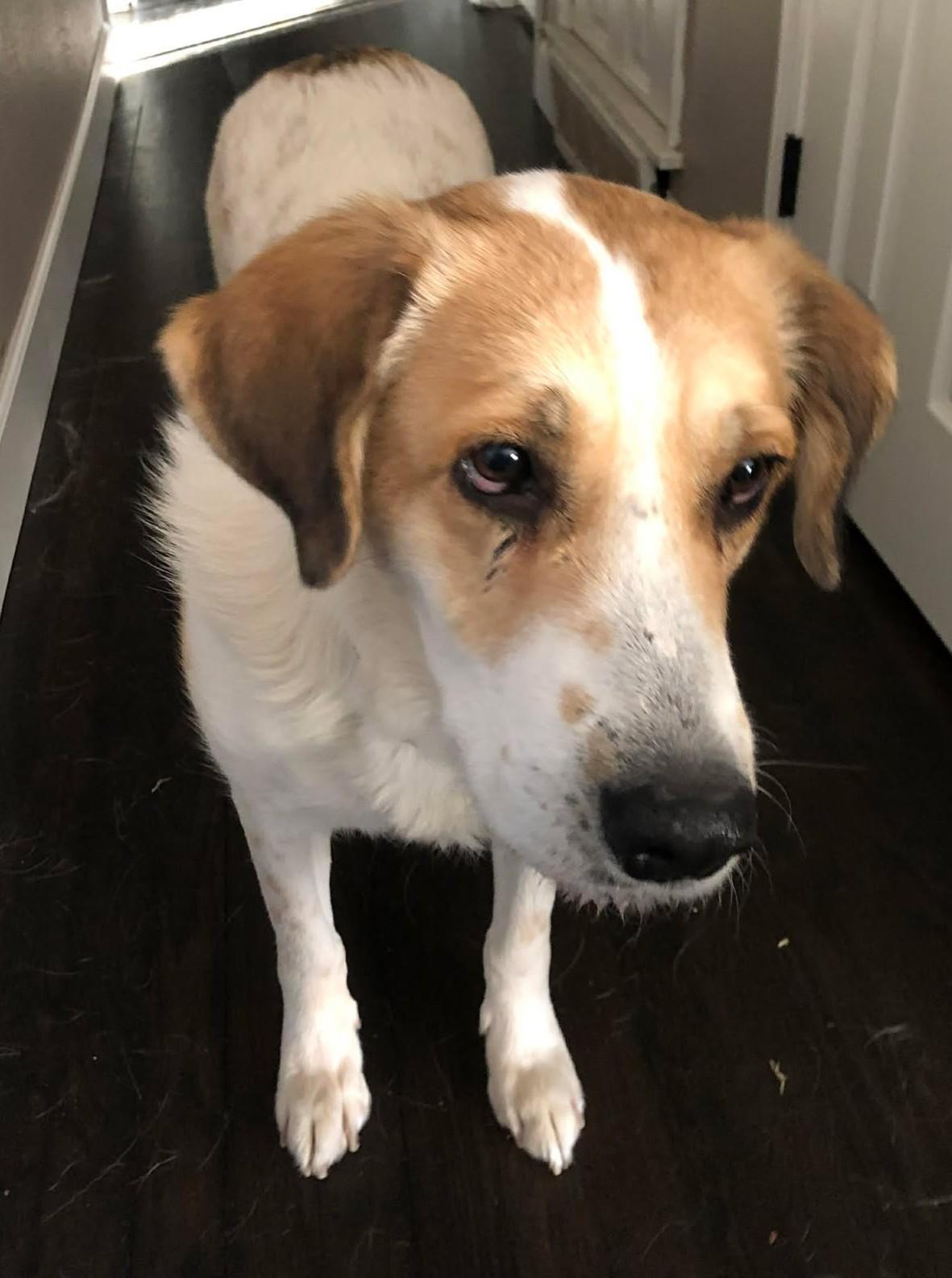 Enlarge Alita , an adopted mixed breed in Kiowa, OK image 3/6