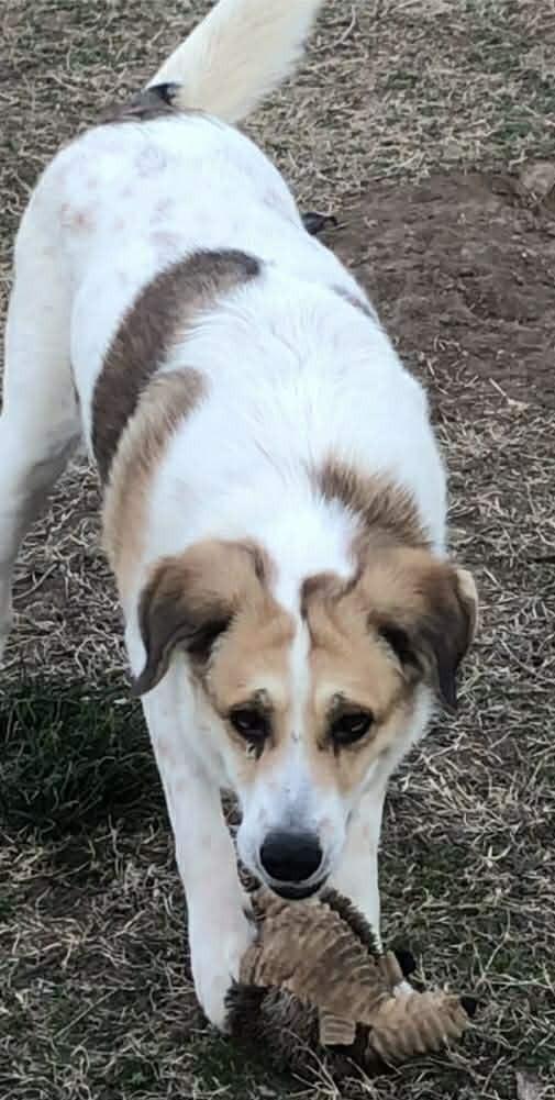 Enlarge Alita , an adopted mixed breed in Kiowa, OK image 2/6