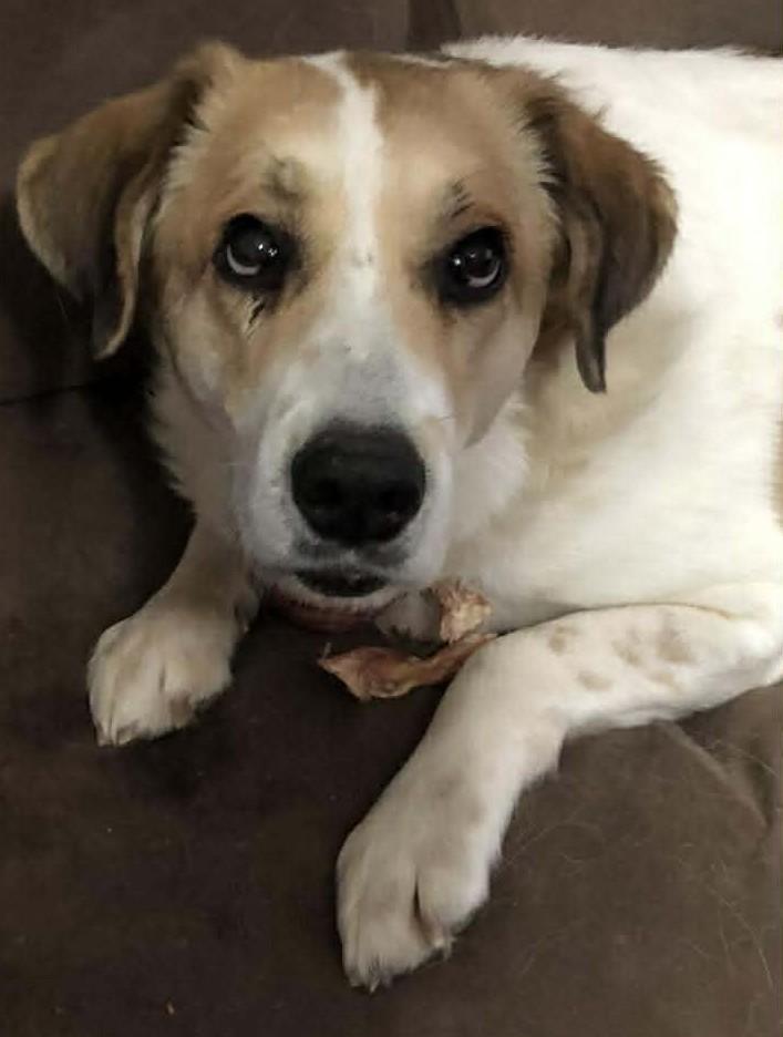 Alita , ADOPTABLE, Adult Female Great Pyrenees.