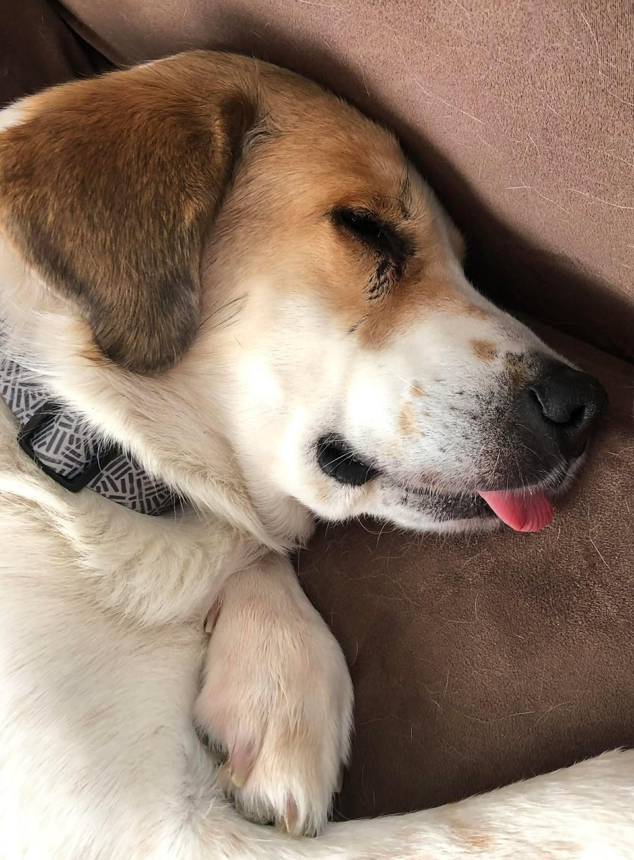 Enlarge Alita , an adopted mixed breed in Kiowa, OK image 4/6