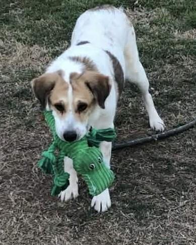 Enlarge Alita , an adopted mixed breed in Kiowa, OK image 6/6
