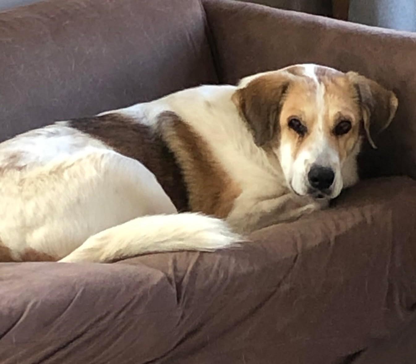 Enlarge Alita , an adopted mixed breed in Kiowa, OK image 5/6