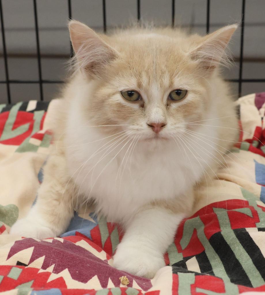 Biscuit, Adopted, Young Male Domestic Long Hair.