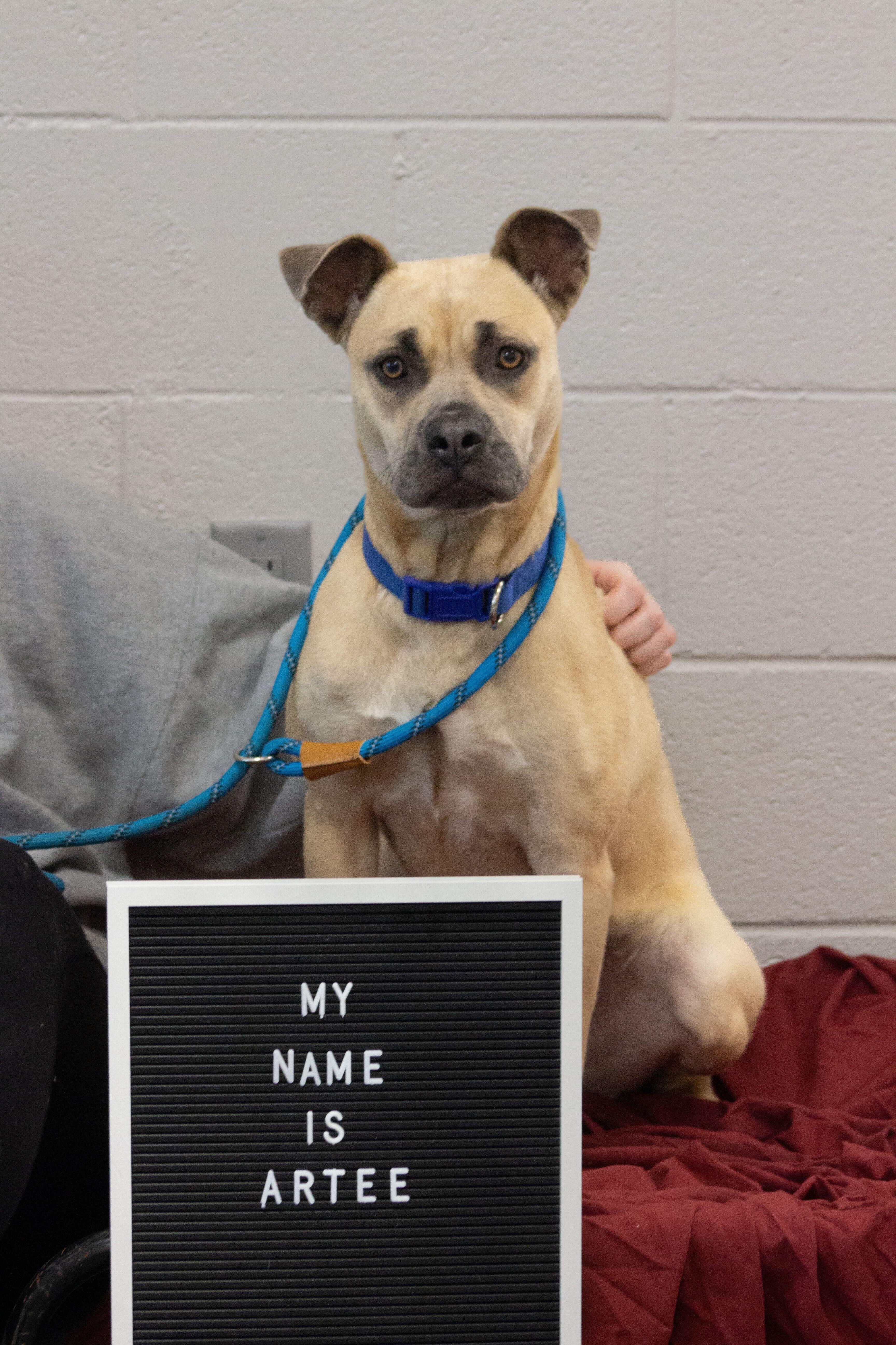 Artee — thumbnail 3