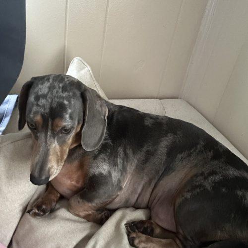 Kobe, Adoptable, Puppy Male Miniature Dachshund.
