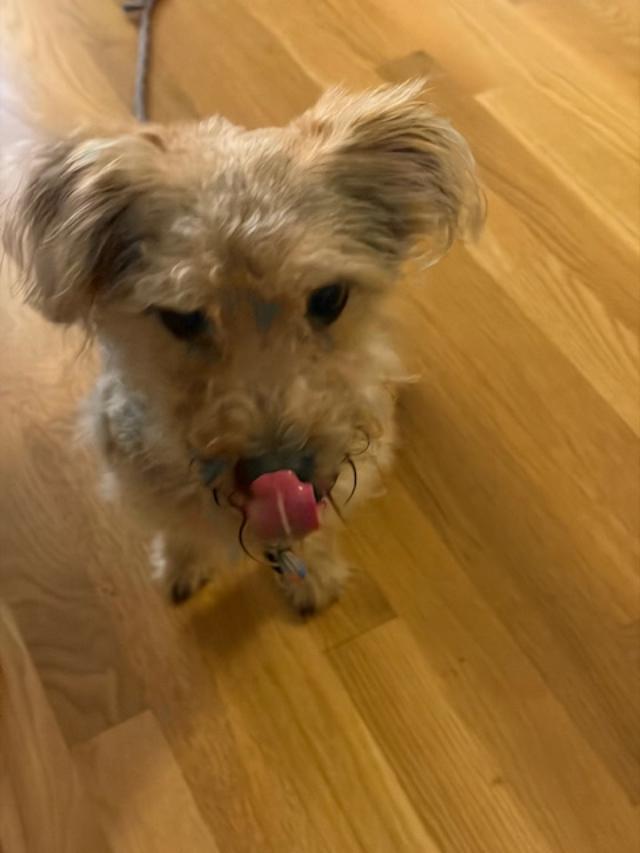 Enlarge Ernie, a ADOPTABLE mixed breed in Williamsburg, VA image 4/6