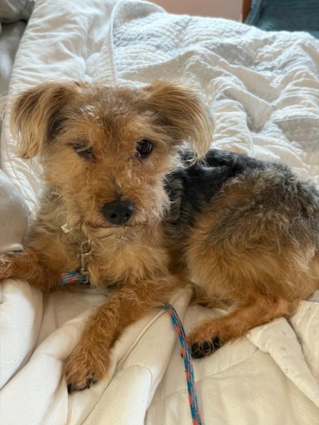 Enlarge Ernie, a ADOPTABLE mixed breed in Williamsburg, VA image 2/6