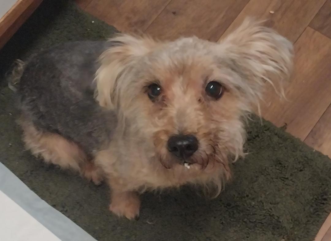 Enlarge Ernie, a ADOPTABLE mixed breed in Williamsburg, VA image 6/6