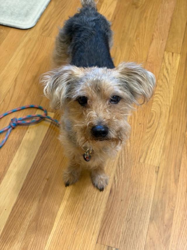 Enlarge Ernie, a ADOPTABLE mixed breed in Williamsburg, VA image 5/6