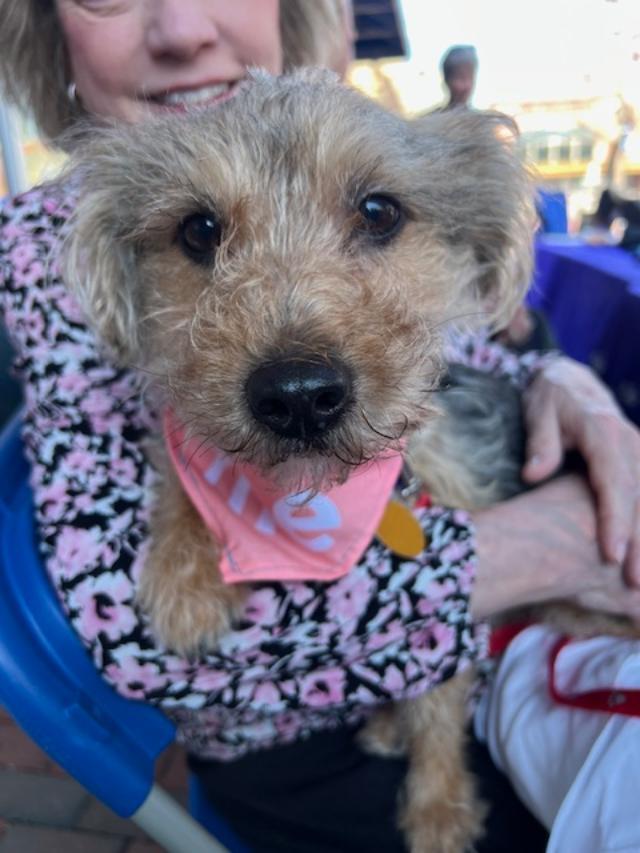 Enlarge Ernie, a ADOPTABLE mixed breed in Williamsburg, VA image 3/6