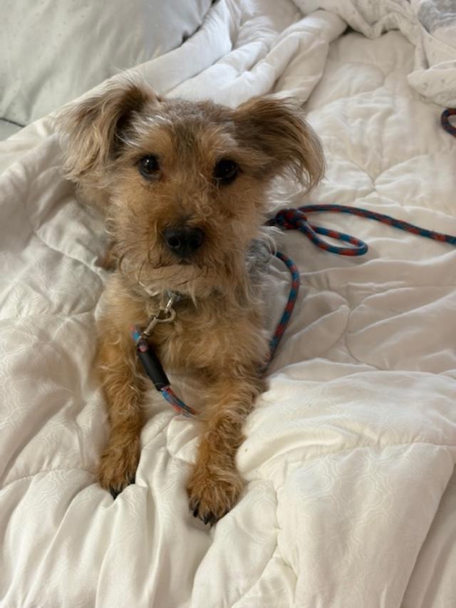 Enlarge Ernie, a ADOPTABLE mixed breed in Williamsburg, VA image 1/6