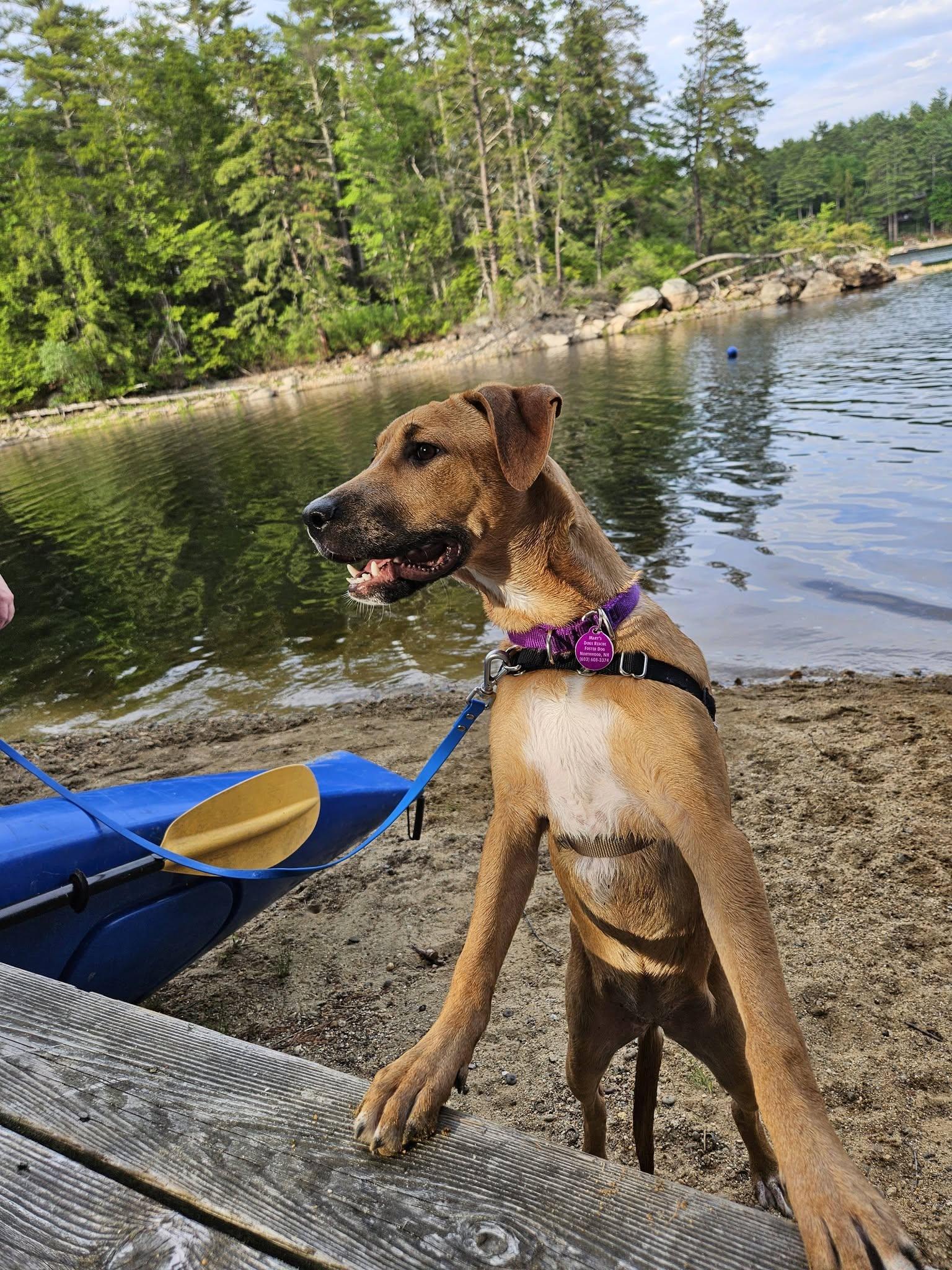Enlarge Janis "HERE IN NH", a ADOPTABLE Mixed Breed in Northwood, NH image 6/6
