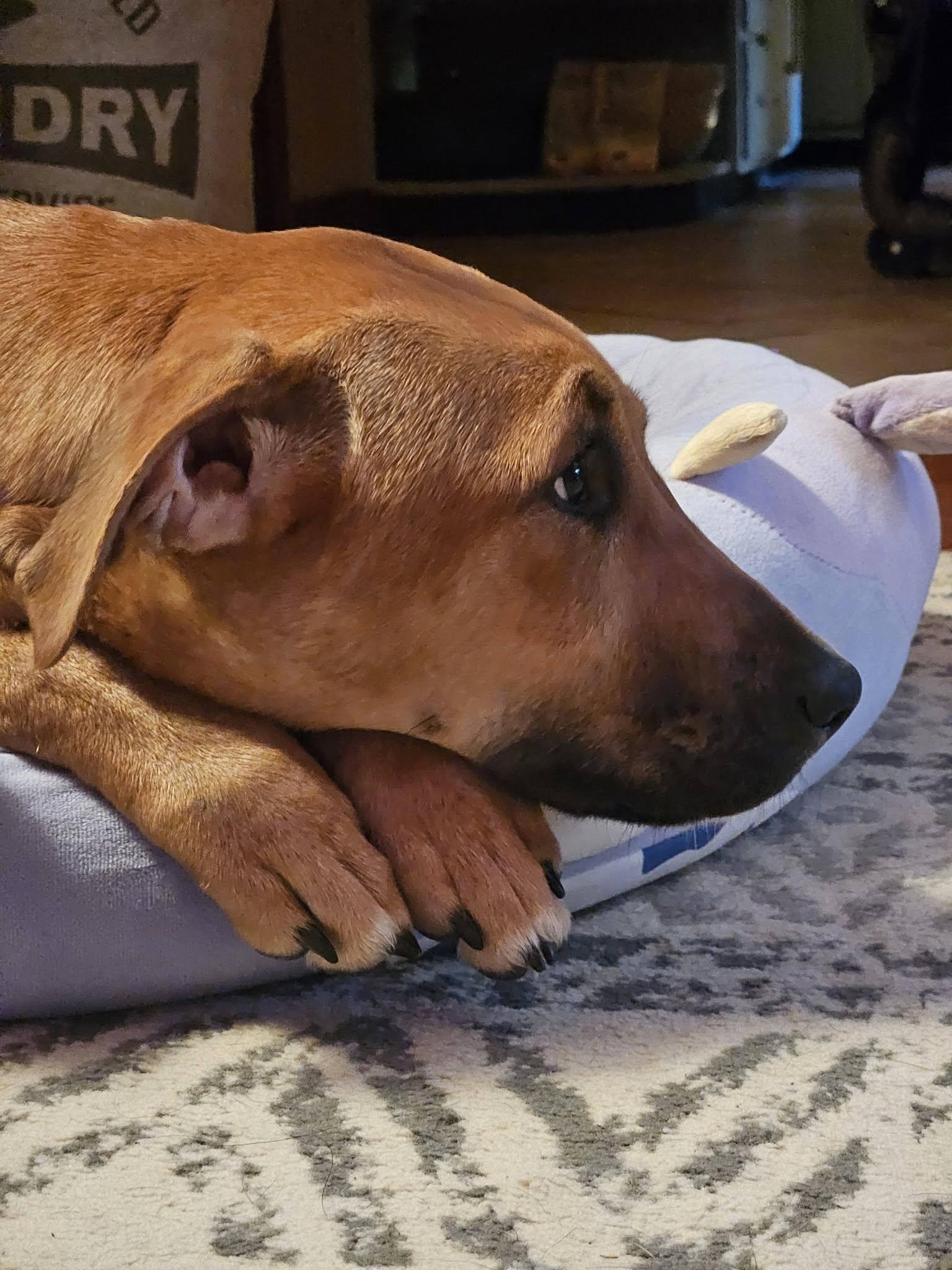 Enlarge Janis "HERE IN NH", a ADOPTABLE Mixed Breed in Northwood, NH image 5/6