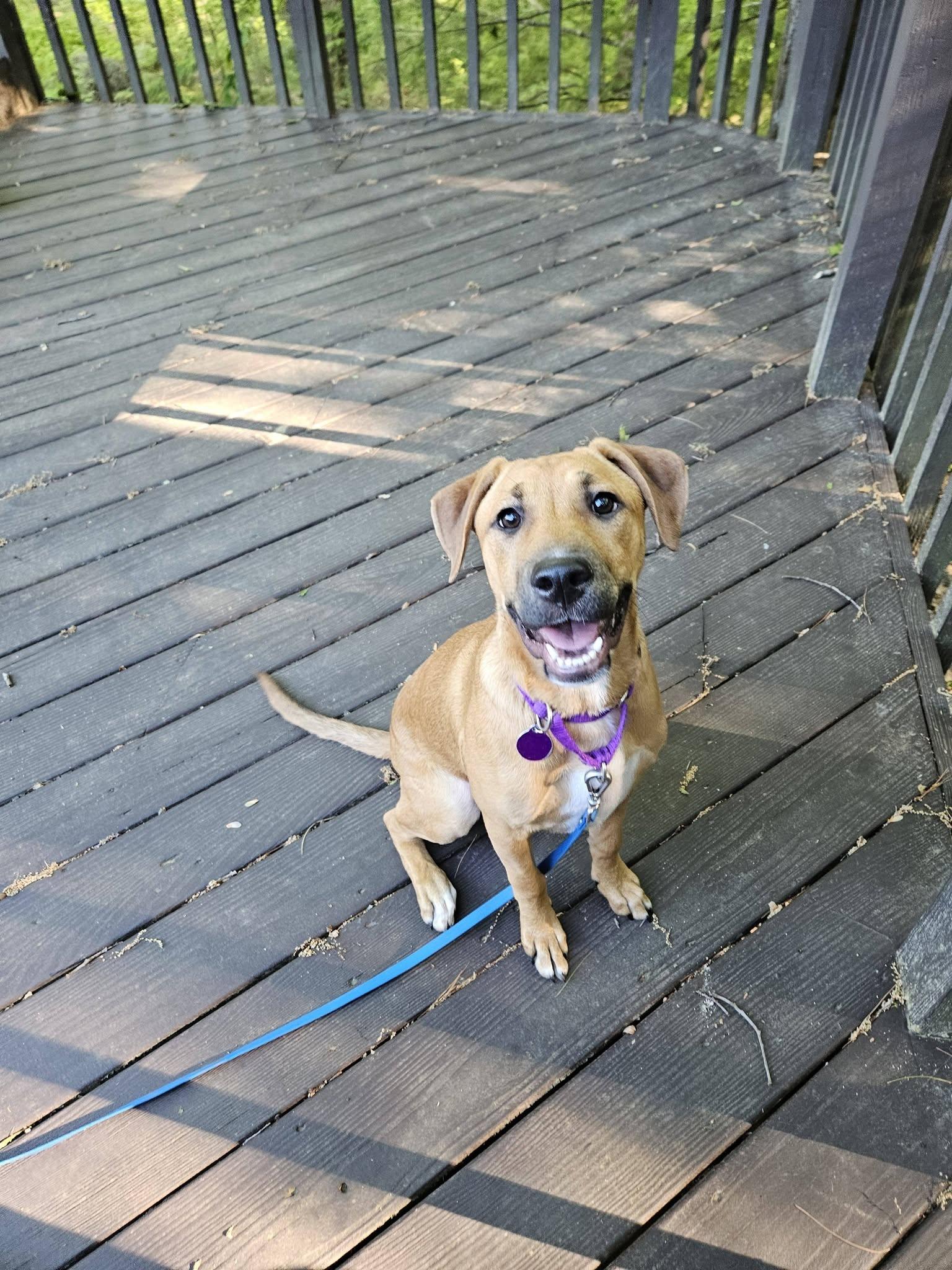 Enlarge Janis "HERE IN NH", a ADOPTABLE Mixed Breed in Northwood, NH image 2/6