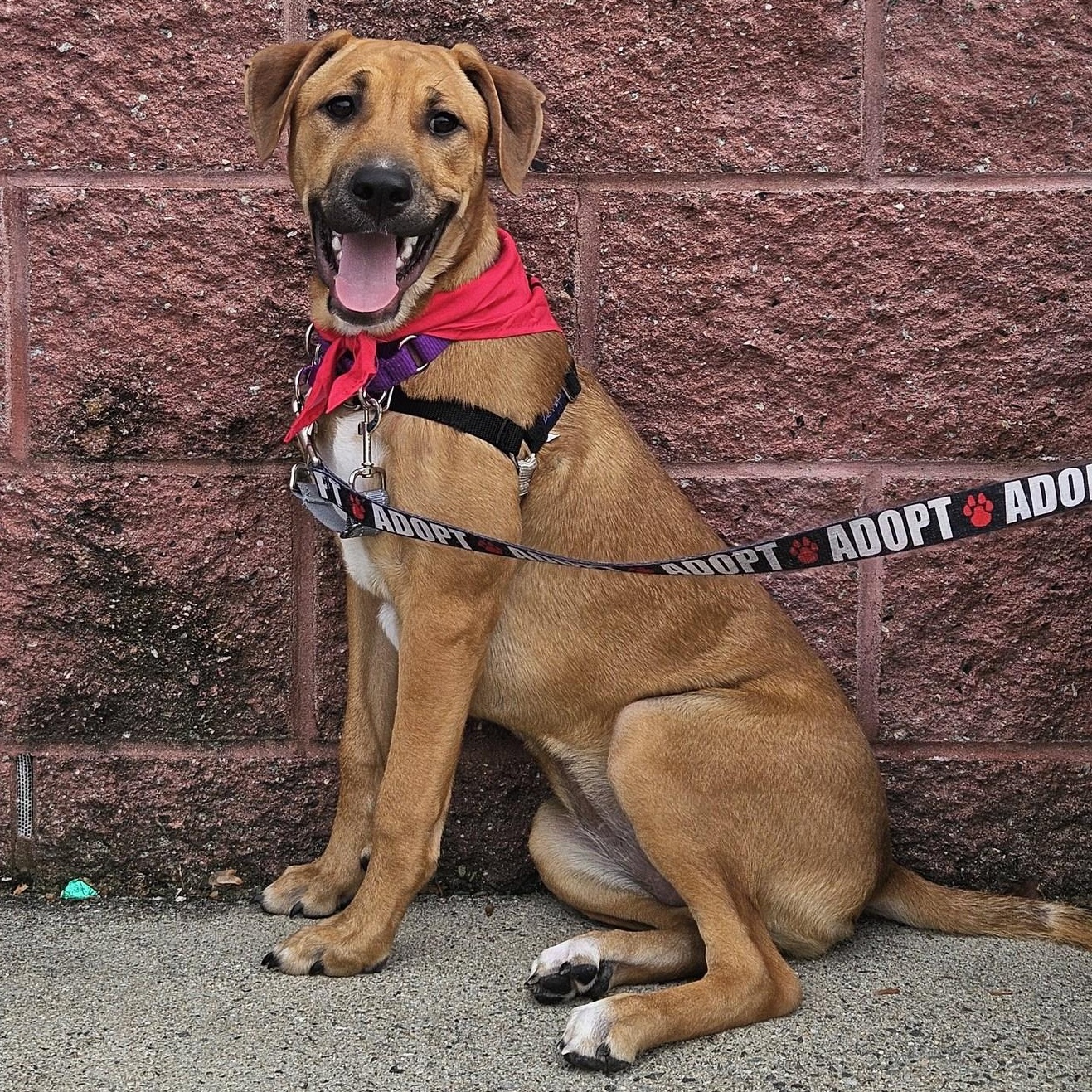 Enlarge Janis "HERE IN NH", a ADOPTABLE Mixed Breed in Northwood, NH image 1/6
