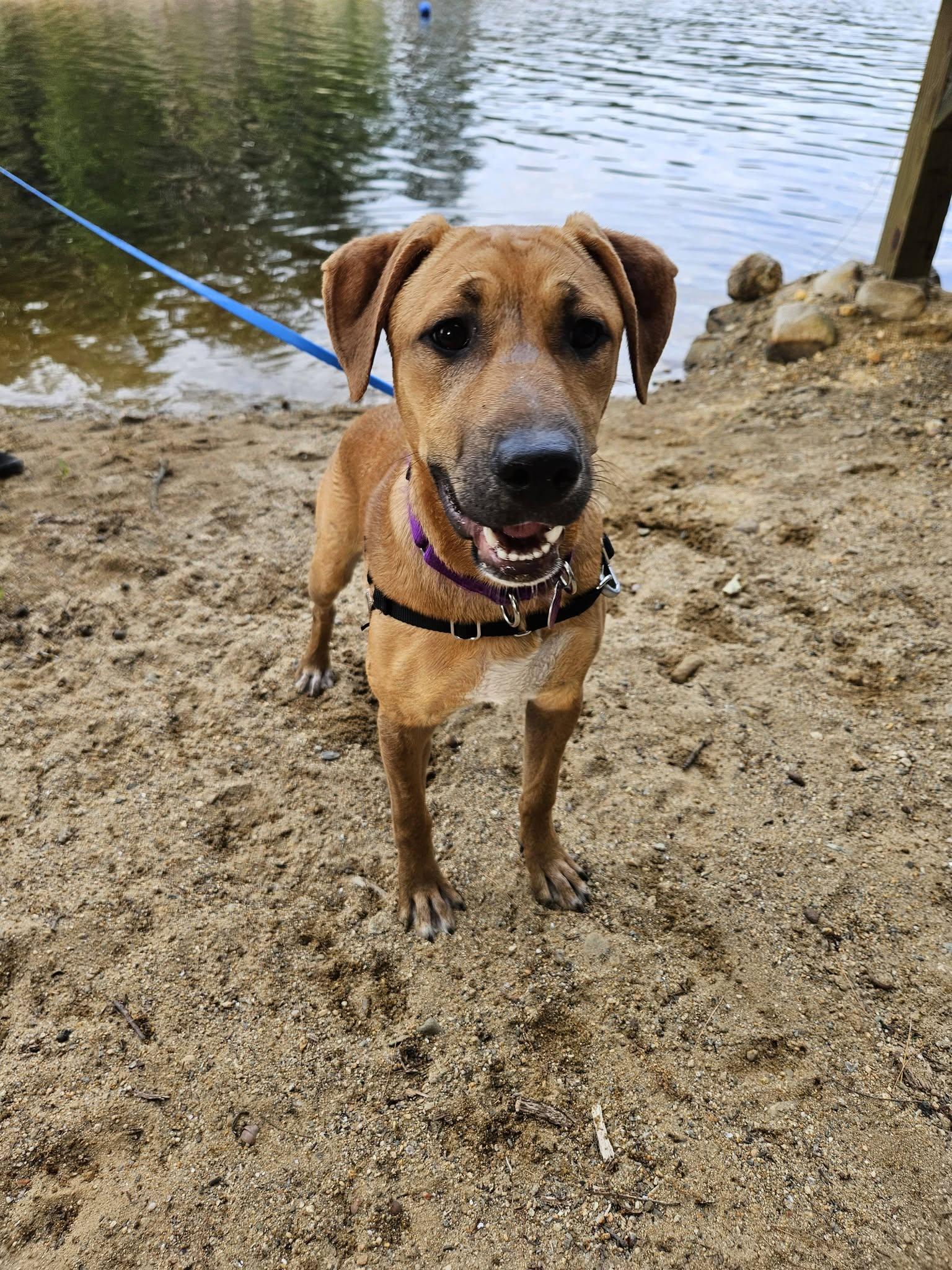 Enlarge Janis "HERE IN NH", a ADOPTABLE Mixed Breed in Northwood, NH image 3/6