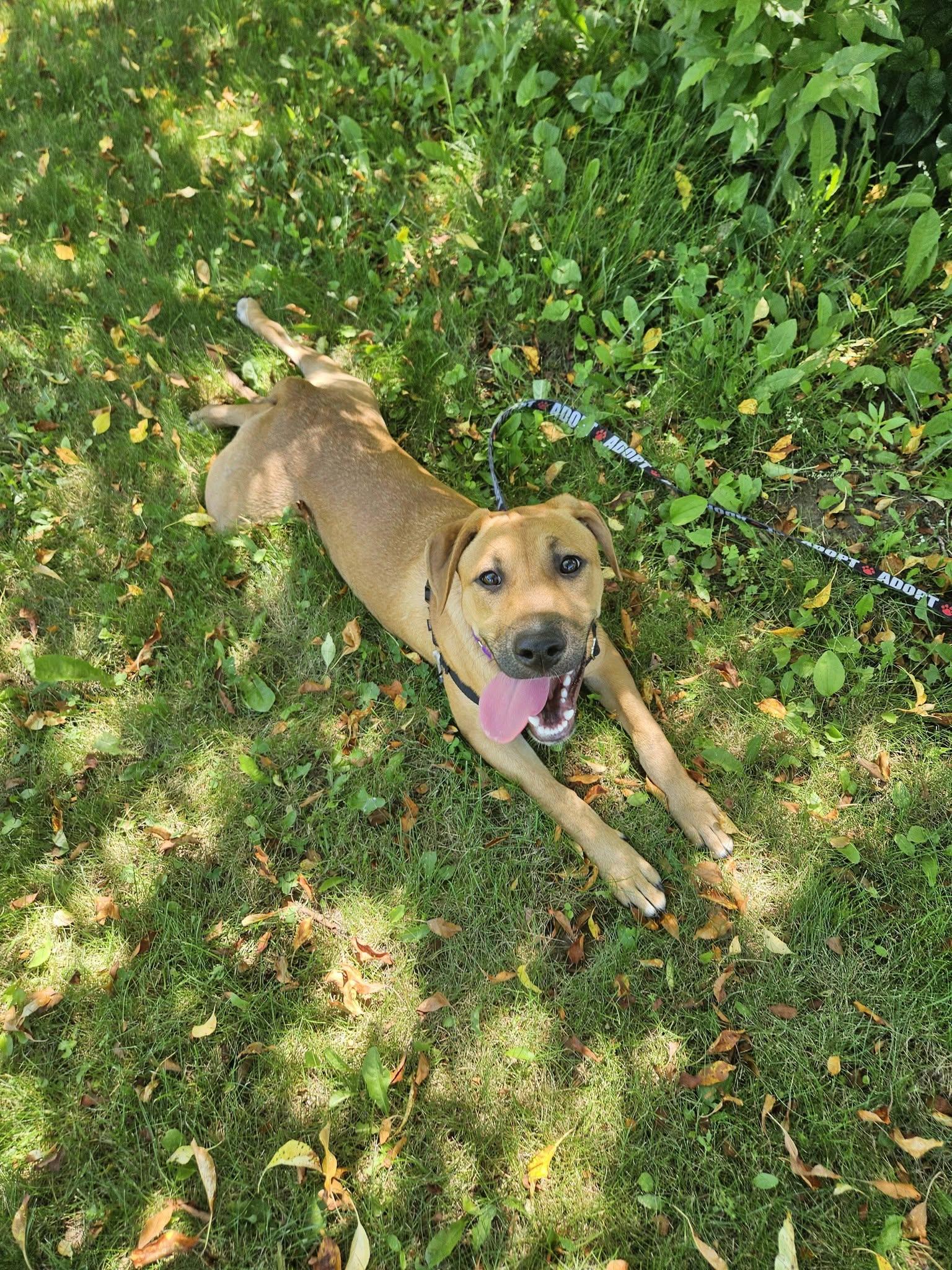Enlarge Janis "HERE IN NH", a ADOPTABLE Mixed Breed in Northwood, NH image 4/6