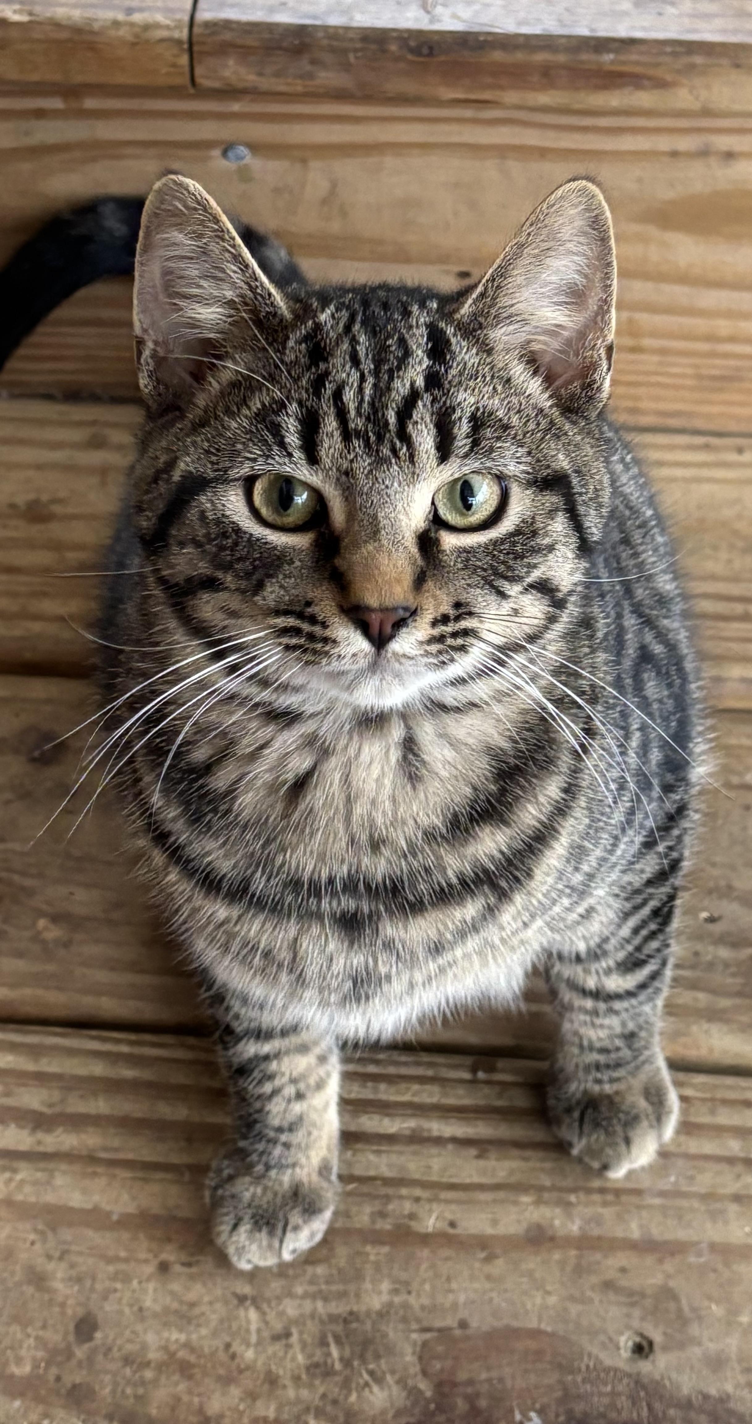 Enlarge Arlo, a ADOPTABLE Domestic Short Hair in Valparaiso, IN image 1/1