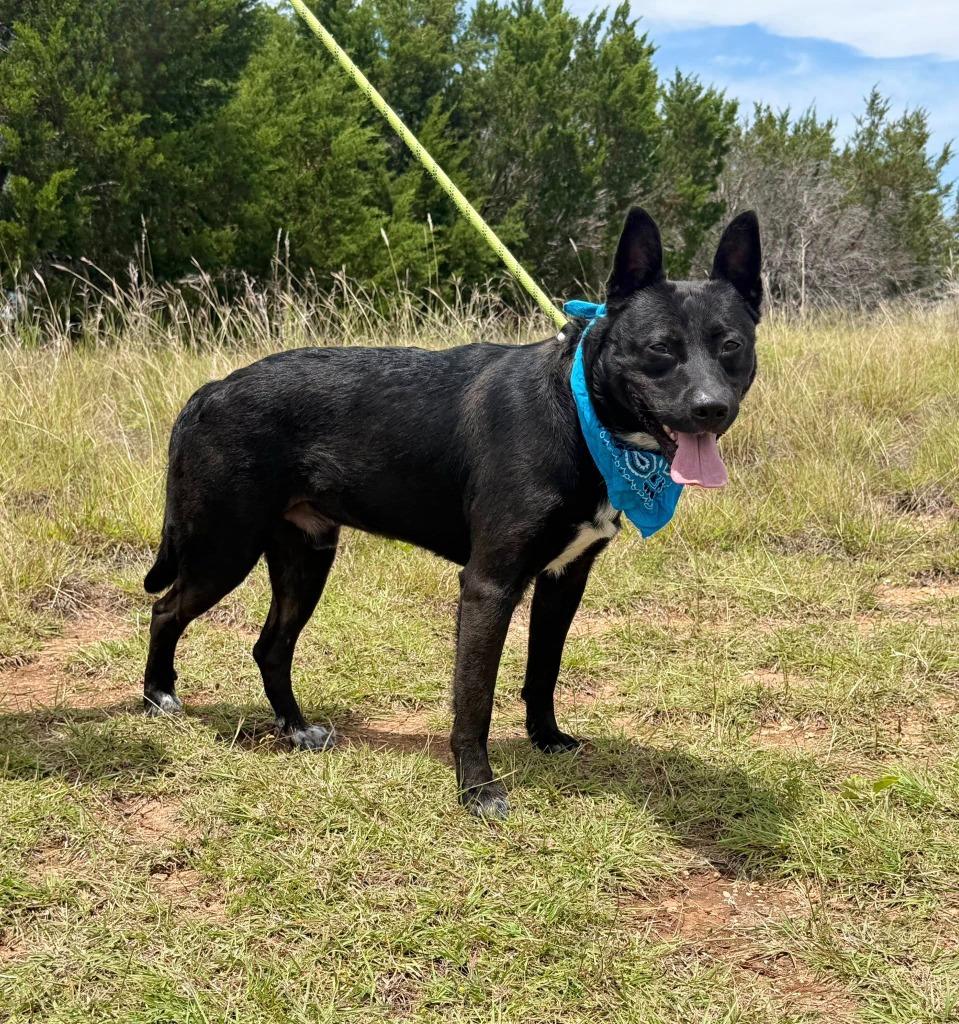 Dak, a Adoptable mixed breed in Belton, TX image 1/2