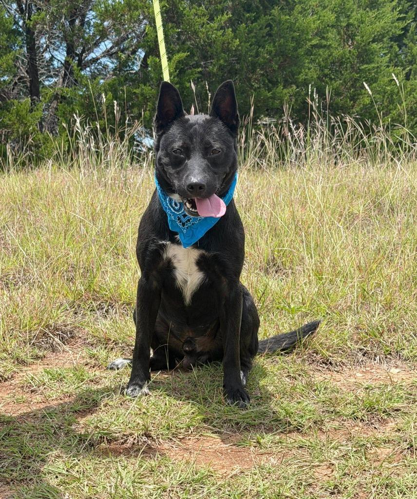 Dak, a Adoptable mixed breed in Belton, TX image 2/2