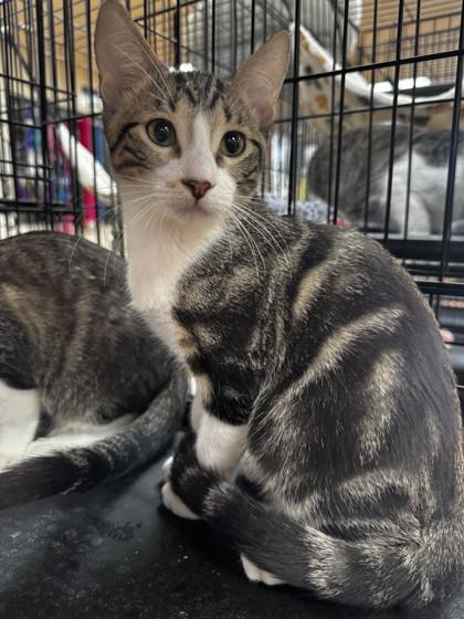 Yuji, Adoptable, Kitten Male Domestic Short Hair & Domestic Short Hair.