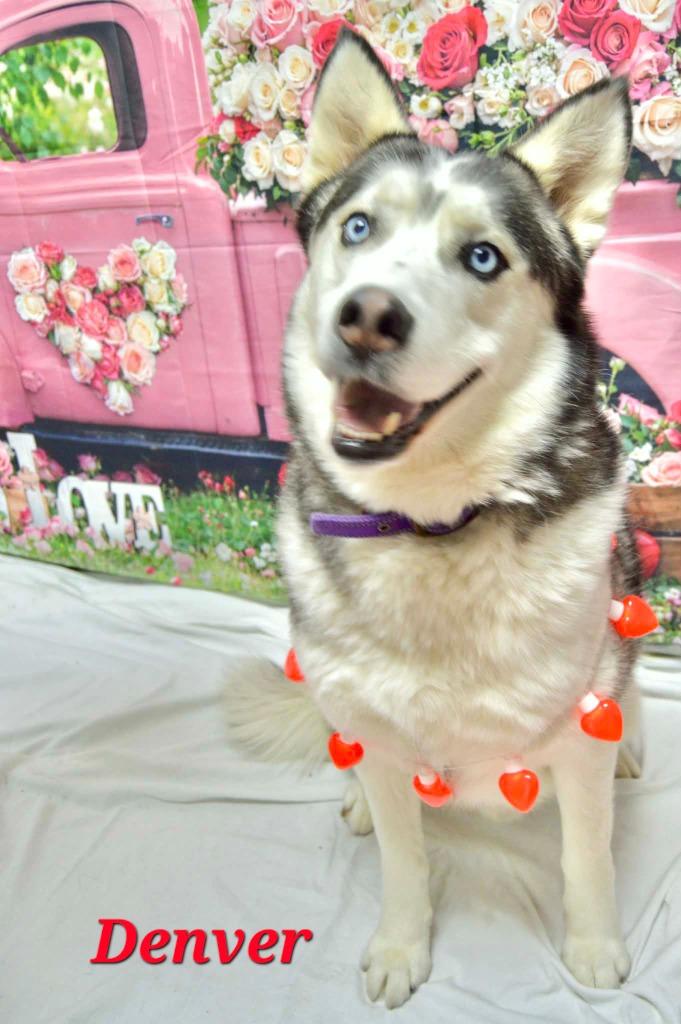 Denver, Adoptable, Young Male Husky & Alaskan Malamute.