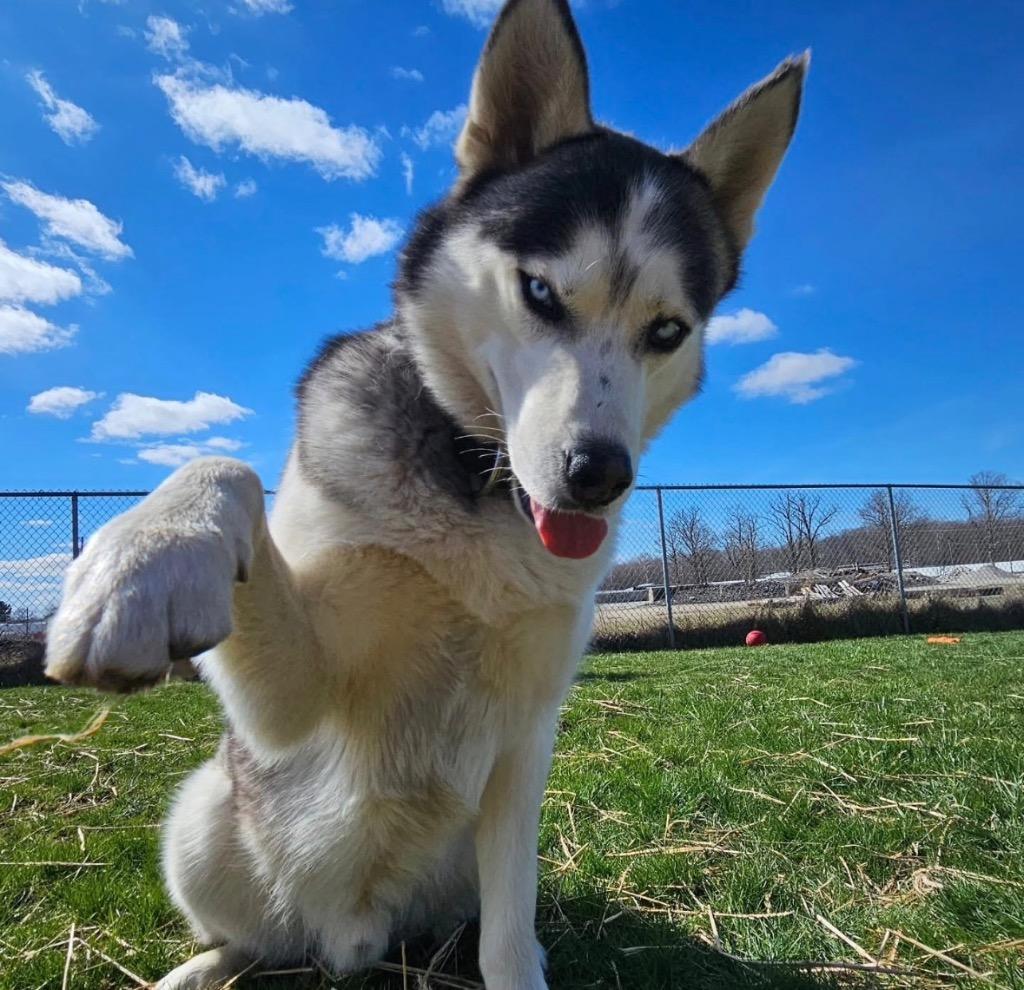 Enlarge Denver, a Adoptable mixed breed in Wabash, IN image 3/3