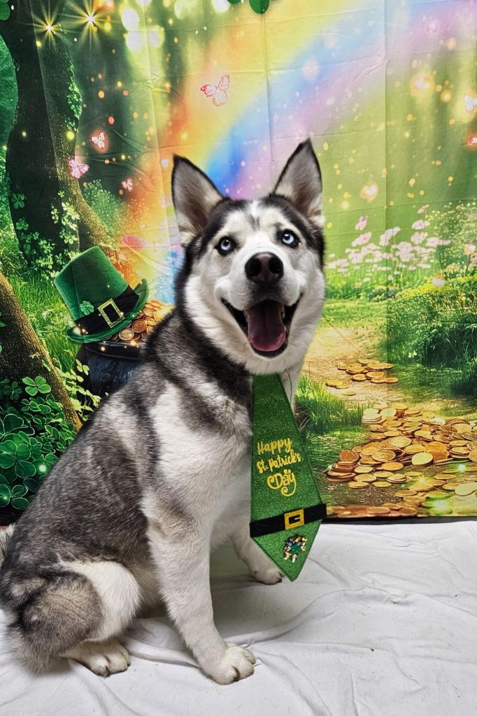 Enlarge Denver, a Adoptable mixed breed in Wabash, IN image 3/3