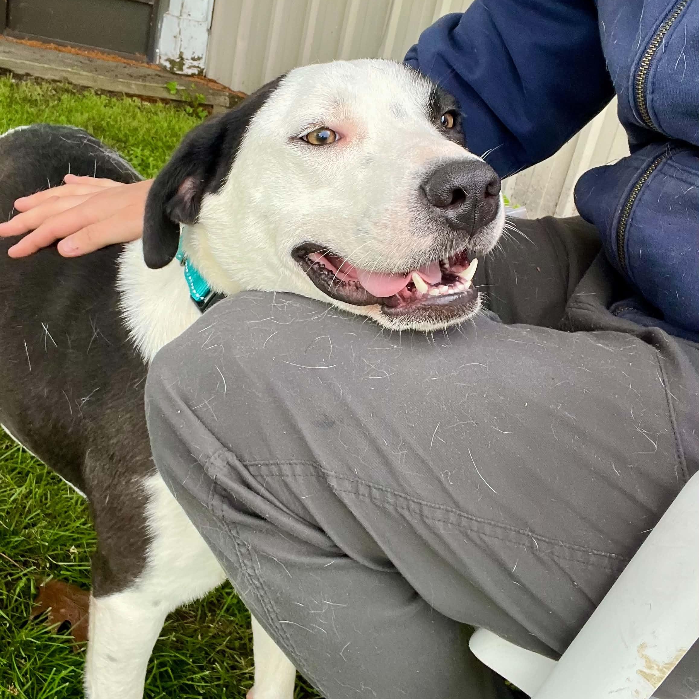 Dabarkus, a ADOPTABLE mixed breed in Williston, VT image 3/5