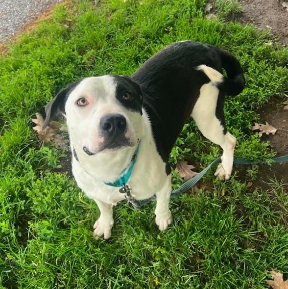 Dabarkus, a ADOPTABLE mixed breed in Williston, VT image 2/5