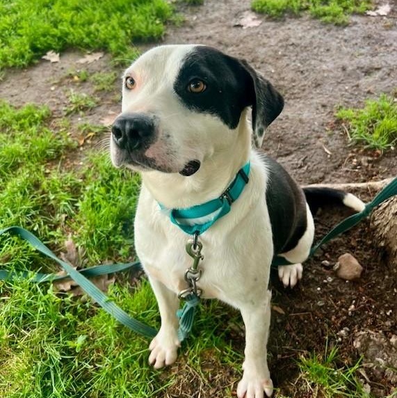 Dabarkus, a ADOPTABLE mixed breed in Williston, VT image 5/5