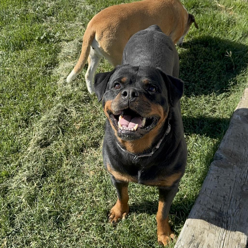 Mango, a Adoptable Rottweiler in Turlock, CA image 2/6