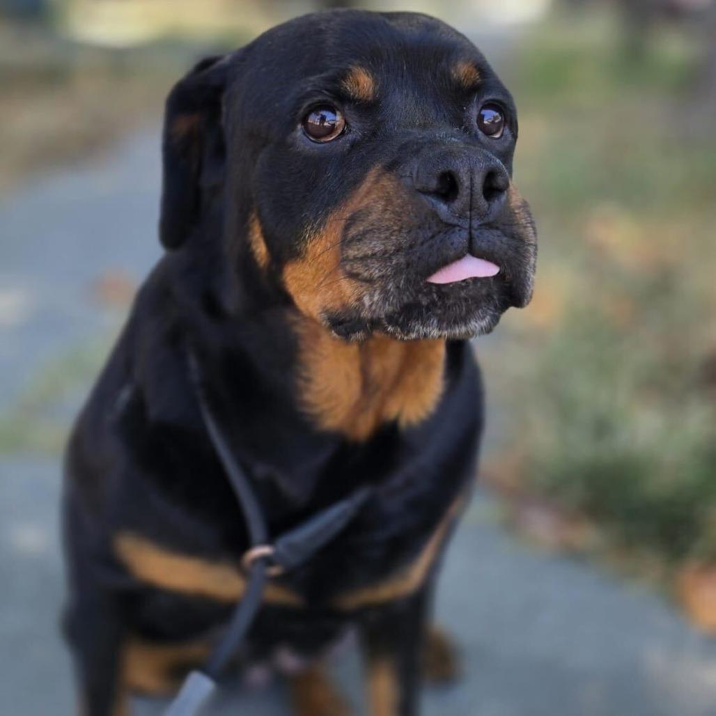 Mango, a Adoptable Rottweiler in Turlock, CA image 3/6