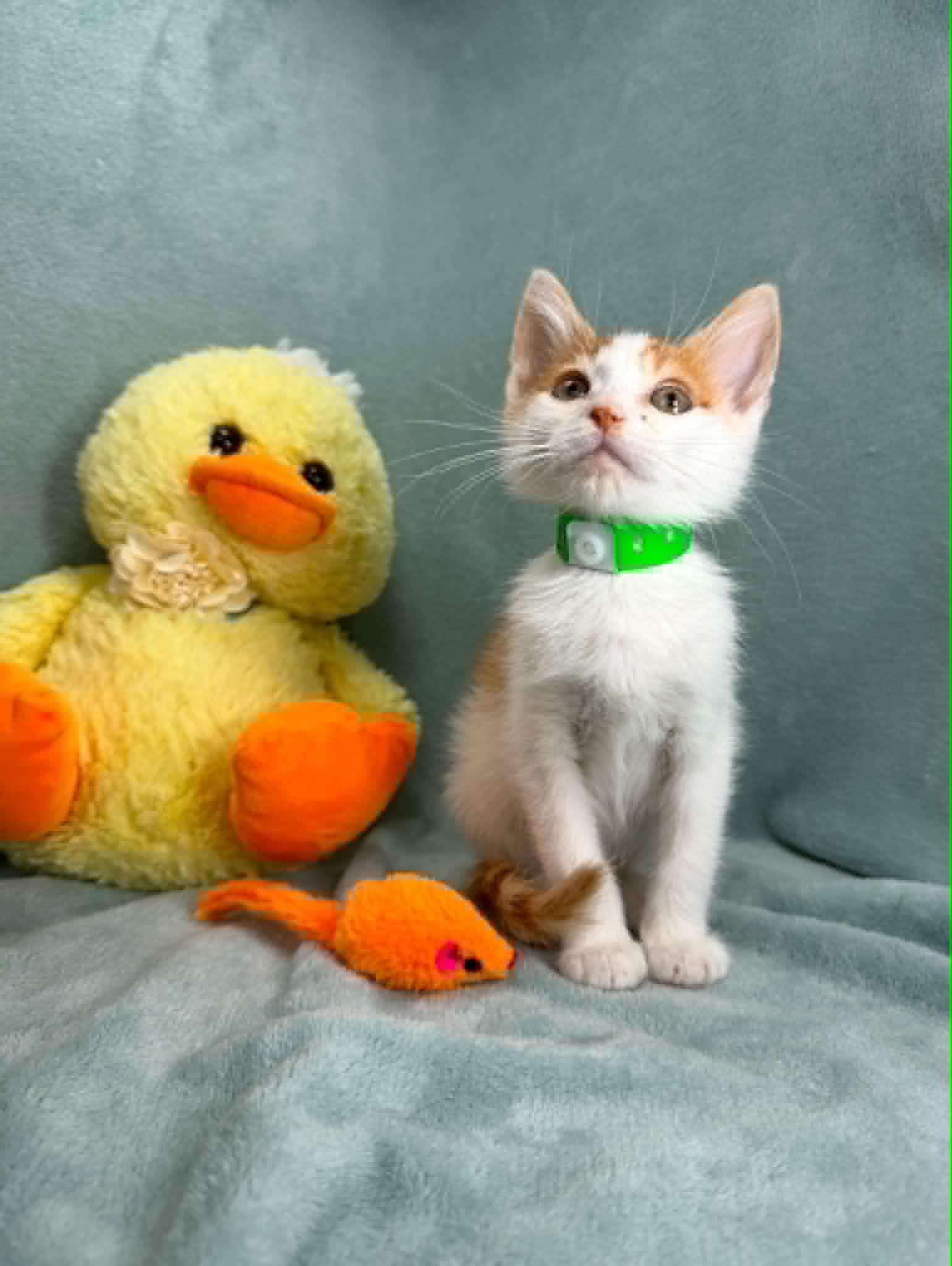 Enlarge Pruit, a Adoptable Domestic Short Hair in Tavares, FL image 1/1