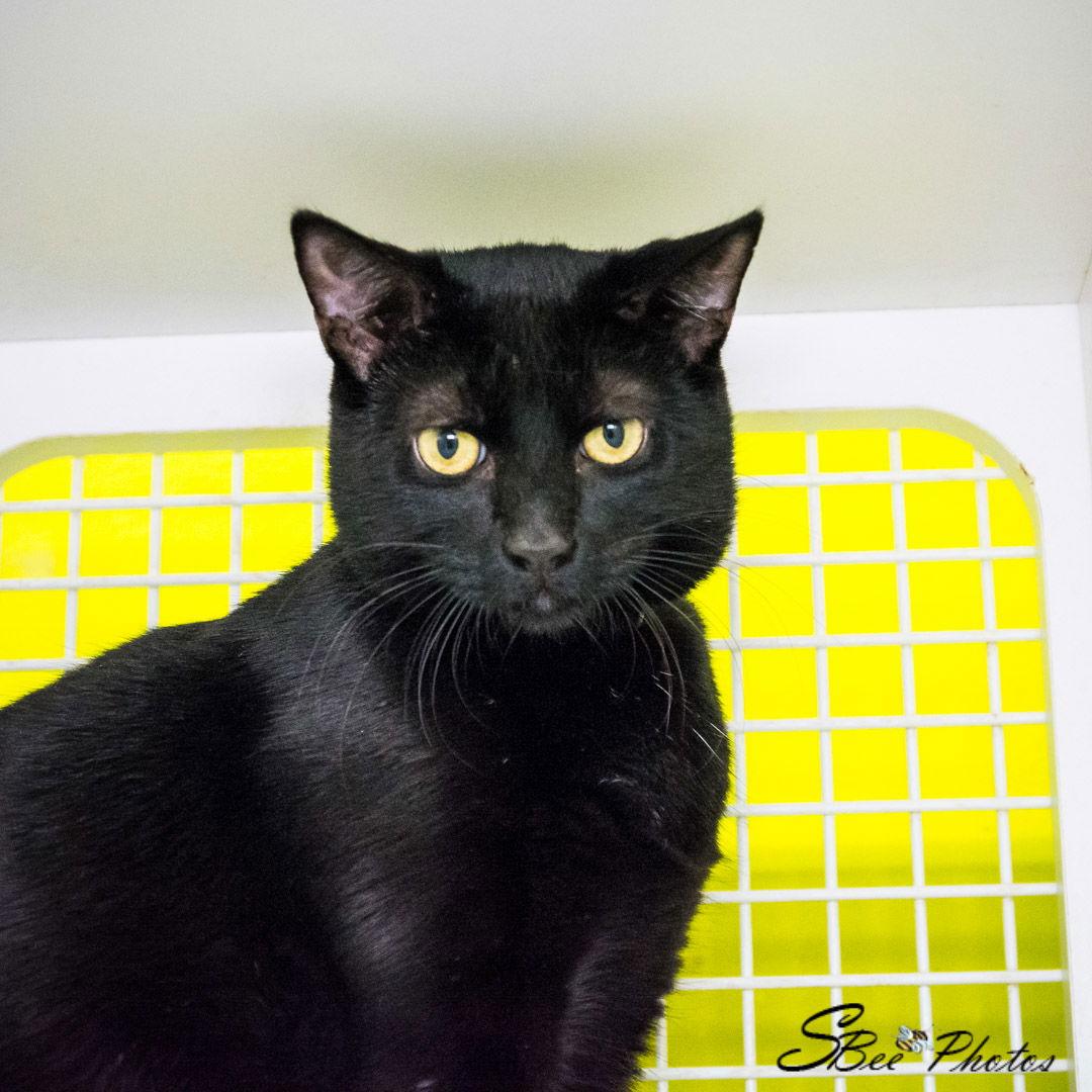 Selene, Adoptable, Young Female Domestic Short Hair.