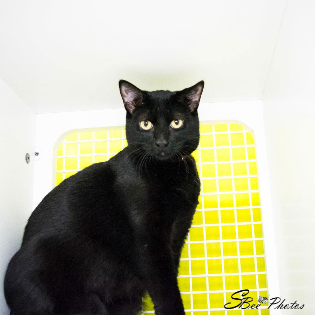 Enlarge Selene, a Adoptable Domestic Short Hair in St. Cloud, FL image 3/3