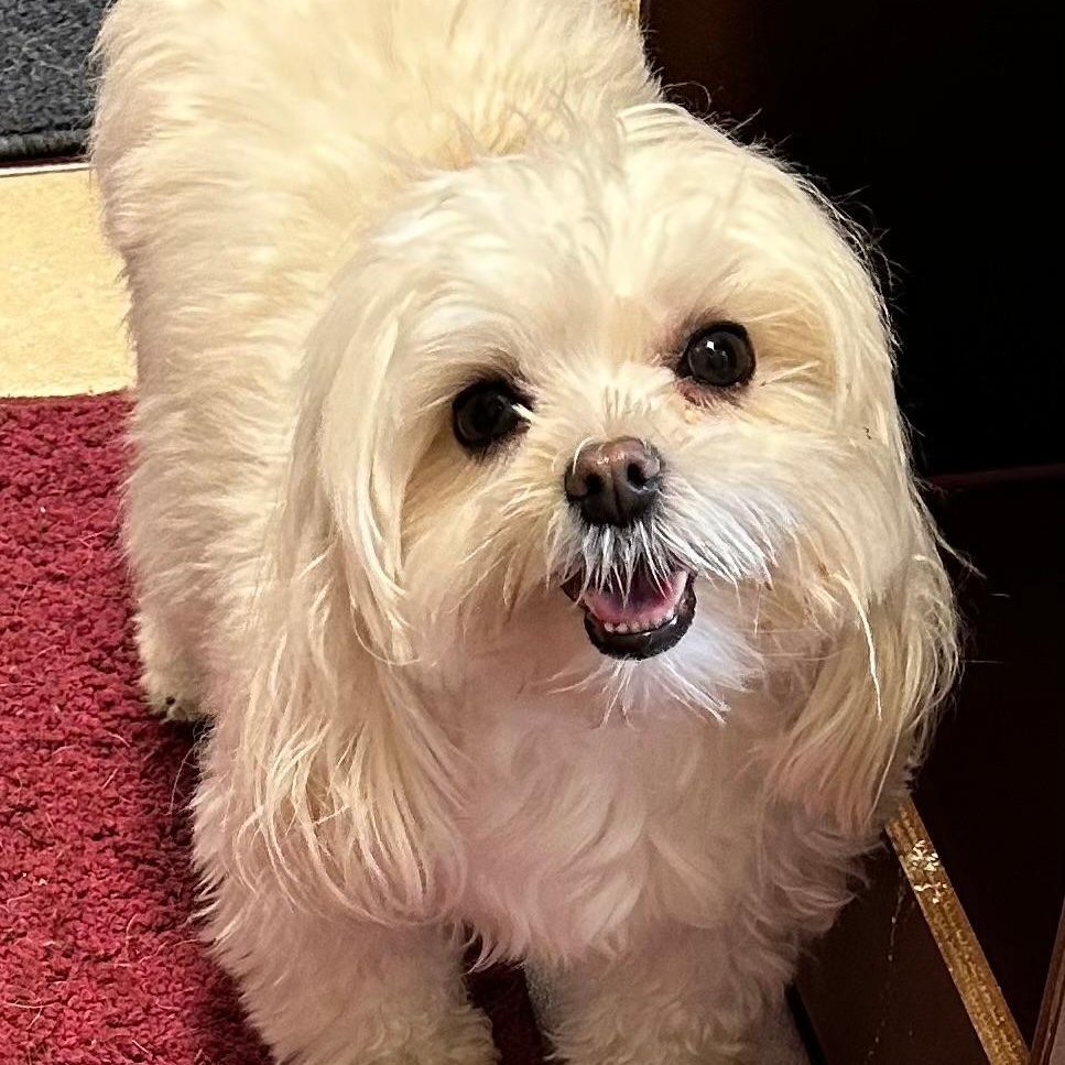 Enlarge Lilly, a ADOPTABLE Morkie in Bartonsville, PA image 3/4