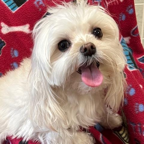 Enlarge Lilly, a ADOPTABLE Morkie in Bartonsville, PA image 1/4
